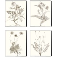 Framed 'Neutral Botanical Study 4 Piece Canvas Print Set' border=