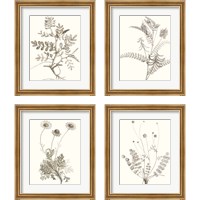 Framed Neutral Botanical Study 4 Piece Framed Art Print Set