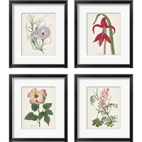 Framed Antique BotanicalCream 4 Piece Framed Art Print Set