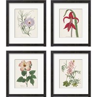 Framed 'Antique BotanicalCream 4 Piece Framed Art Print Set' border=