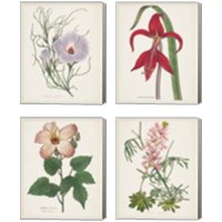 Framed 'Antique BotanicalCream 4 Piece Canvas Print Set' border=