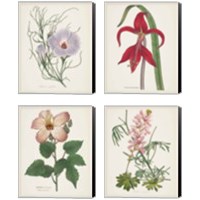 Framed 'Antique BotanicalCream 4 Piece Canvas Print Set' border=