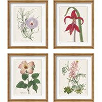 Framed 'Antique BotanicalCream 4 Piece Framed Art Print Set' border=