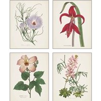 Framed 'Antique BotanicalCream 4 Piece Art Print Set' border=