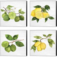 Framed 'Citrus Garden Shiplap 4 Piece Canvas Print Set' border=