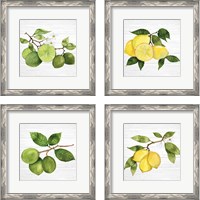 Framed 'Citrus Garden Shiplap 4 Piece Framed Art Print Set' border=