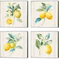 Framed 'Floursack Lemons Sq Navy 4 Piece Canvas Print Set' border=