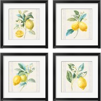 Framed Floursack Lemons Sq Navy 4 Piece Framed Art Print Set