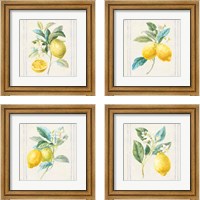 Framed 'Floursack Lemons Sq Navy 4 Piece Framed Art Print Set' border=