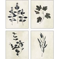 Framed 'Botanical Study 4 Piece Art Print Set' border=