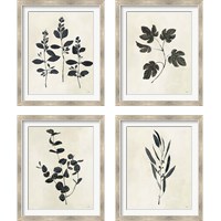 Framed 'Botanical Study 4 Piece Framed Art Print Set' border=