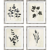 Framed 'Botanical Study 4 Piece Framed Art Print Set' border=