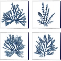 Framed 'Pacific Sea Mosses Blue on White 4 Piece Canvas Print Set' border=