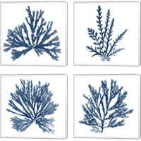 Framed 'Pacific Sea Mosses Blue on White 4 Piece Canvas Print Set' border=