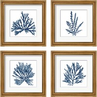 Framed 'Pacific Sea Mosses Blue on White 4 Piece Framed Art Print Set' border=