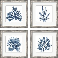 Framed 'Pacific Sea Mosses Blue on White 4 Piece Framed Art Print Set' border=