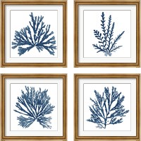 Framed 'Pacific Sea Mosses Blue on White 4 Piece Framed Art Print Set' border=