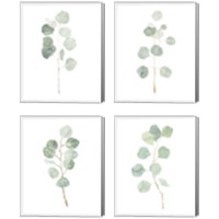 Framed 'Soft Eucalyptus Branch 4 Piece Canvas Print Set' border=