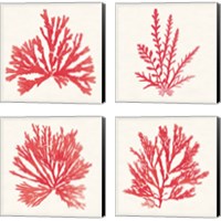 Framed 'Pacific Sea Mosses Red 4 Piece Canvas Print Set' border=