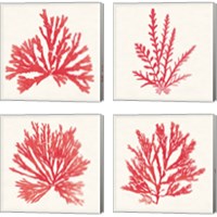 Framed 'Pacific Sea Mosses Red 4 Piece Canvas Print Set' border=