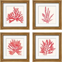 Framed 'Pacific Sea Mosses Red 4 Piece Framed Art Print Set' border=