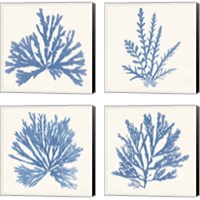 Framed 'Pacific Sea Mosses Light Blue 4 Piece Canvas Print Set' border=