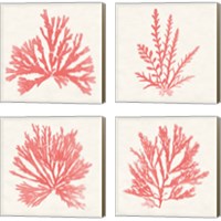 Framed 'Pacific Sea Mosses Coral 4 Piece Canvas Print Set' border=