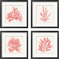 Framed Pacific Sea Mosses Coral 4 Piece Framed Art Print Set