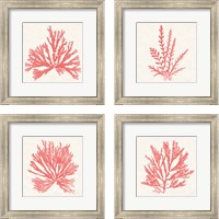 Framed 'Pacific Sea Mosses Coral 4 Piece Framed Art Print Set' border=