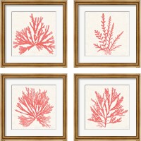 Framed 'Pacific Sea Mosses Coral 4 Piece Framed Art Print Set' border=