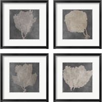 Framed Natural Sea Fan 4 Piece Framed Art Print Set