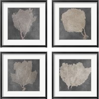 Framed Natural Sea Fan 4 Piece Framed Art Print Set