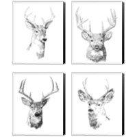 Framed Young Buck Sketch 4 Piece Canvas Print Set