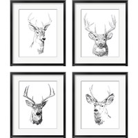 Framed Young Buck Sketch 4 Piece Framed Art Print Set