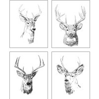 Framed Young Buck Sketch 4 Piece Art Print Set