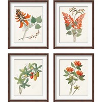 Framed 'Botanical of the Tropics 4 Piece Framed Art Print Set' border=
