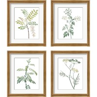 Framed 'Soft Green Botanical 4 Piece Framed Art Print Set' border=