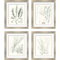 Framed 'Sage Green Seaweed 4 Piece Framed Art Print Set' border=