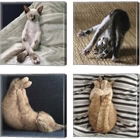 Framed Cat Yoga 4 Piece Canvas Print Set