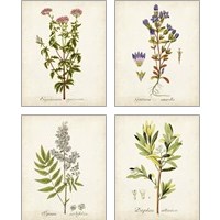 Framed 'Antique Herb Botanical 4 Piece Art Print Set' border=