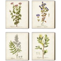 Framed 'Antique Herb Botanical 4 Piece Canvas Print Set' border=