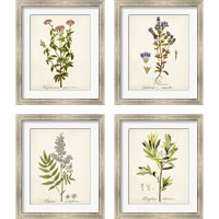 Framed 'Antique Herb Botanical 4 Piece Framed Art Print Set' border=