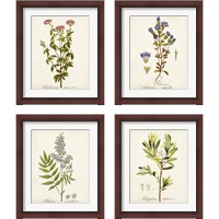 Framed 'Antique Herb Botanical 4 Piece Framed Art Print Set' border=