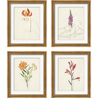 Framed Watercolor Botanical Sketches 4 Piece Framed Art Print Set