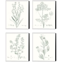 Framed Botanical Study in Sage 4 Piece Canvas Print Set