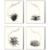 Framed 'Graphic Succulents 4 Piece Canvas Print Set' border=