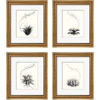 Framed 'Graphic Succulents 4 Piece Framed Art Print Set' border=