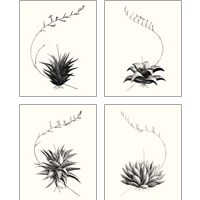Framed 'Graphic Succulents 4 Piece Art Print Set' border=