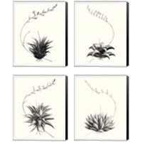 Framed 'Graphic Succulents 4 Piece Canvas Print Set' border=