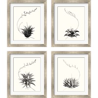 Framed 'Graphic Succulents 4 Piece Framed Art Print Set' border=